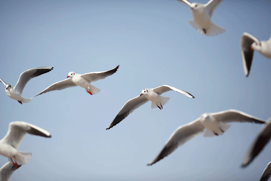seagulls 